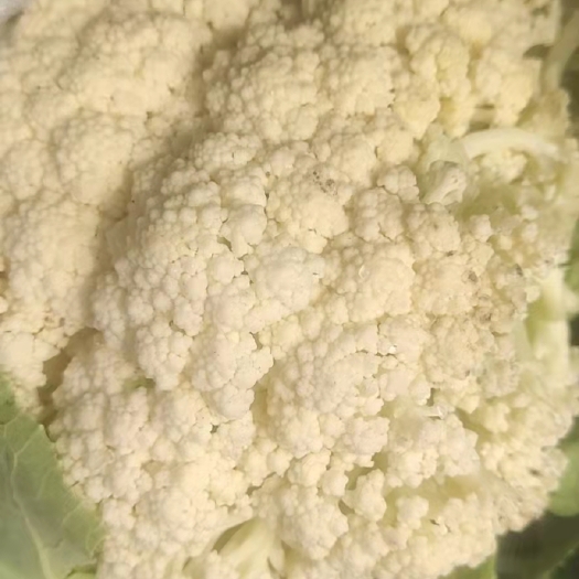 通许县 花菜