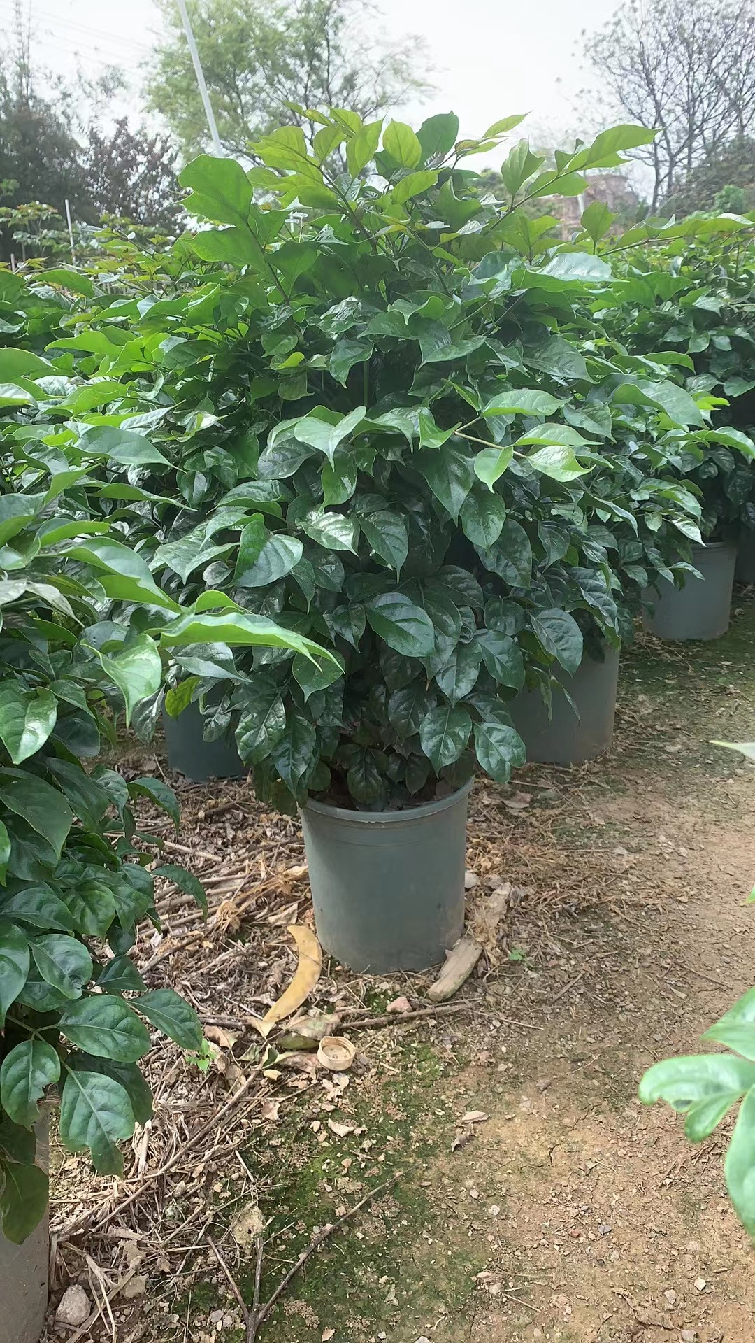 佛山菜豆树 幸福树丛生70-80公分1.5加仑盆