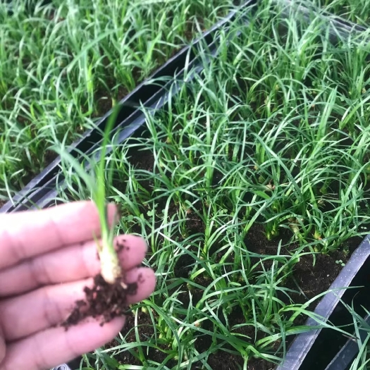 广州酒瓶兰盆栽 花苗，兰花一酒瓶兰