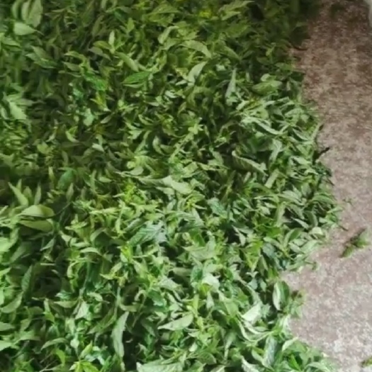 永春县山野菜 大叶青