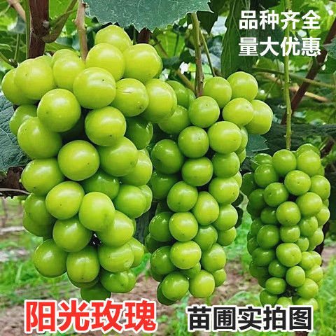 平邑县阳光玫瑰葡萄苗 山东直发 阳光玫瑰葡萄树苗包品种免费技术指导
