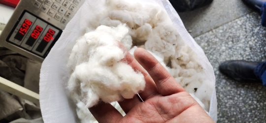 上海 批发零售新棉花种子
