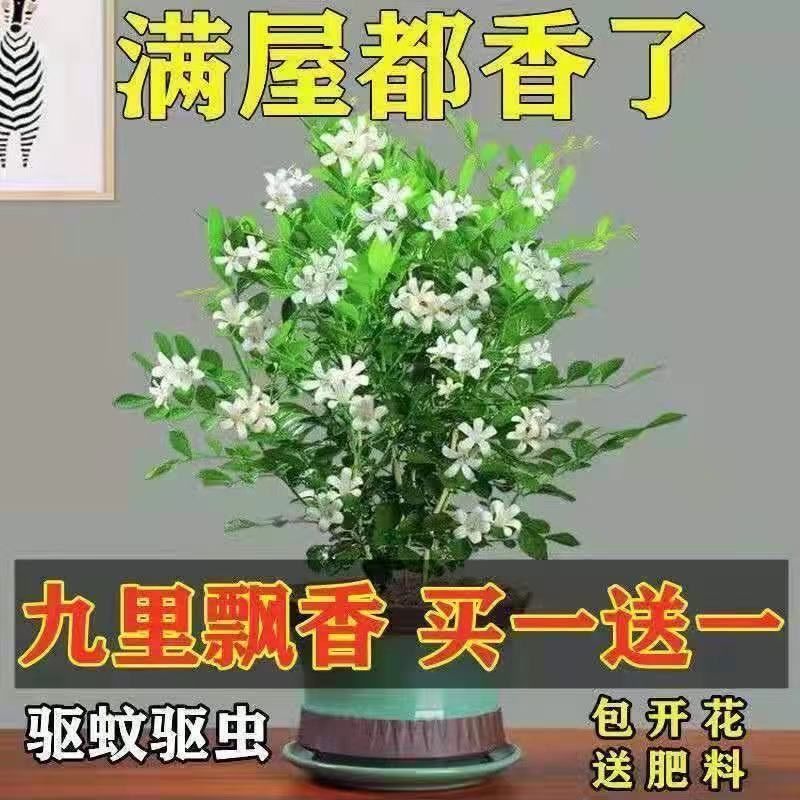 驅(qū)蚊濃香型四季開花九里香盆栽綠植花好養(yǎng)室內(nèi)陽臺花卉南北可養(yǎng)