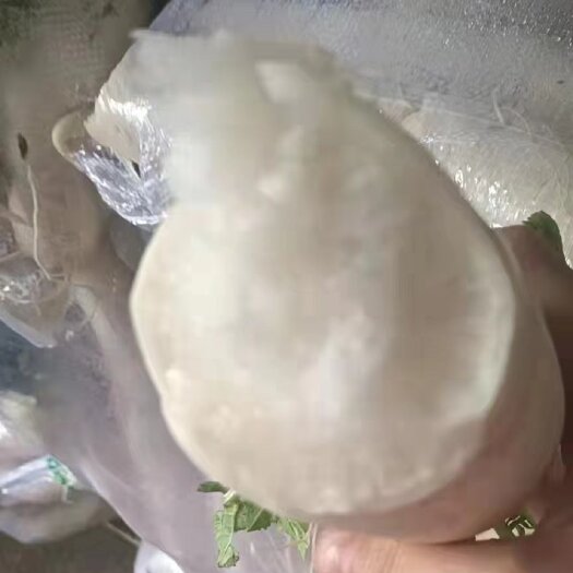 开封 白萝卜，工厂，养殖