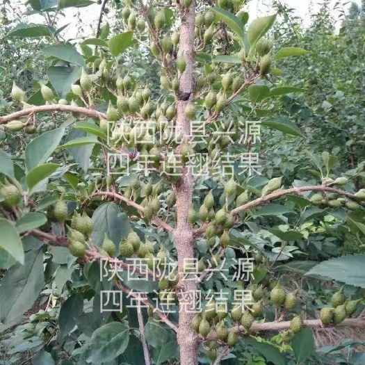 药用连翘 四年大苗 

 产地现挖现发挂果早