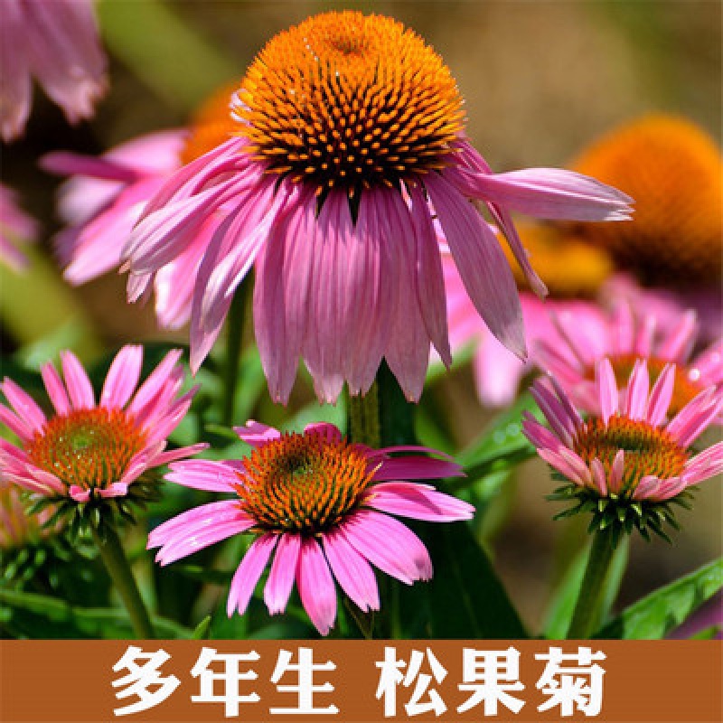 沭阳县松果菊种子 紫松果菊种子紫锥菊花新种子四季易种植提供种植技