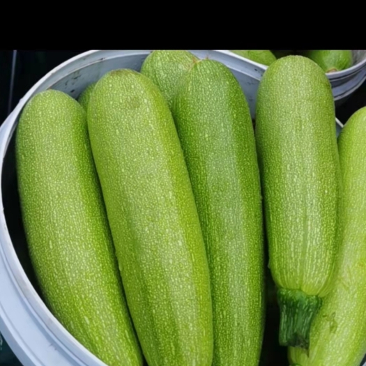 德州绿皮西葫芦 精品