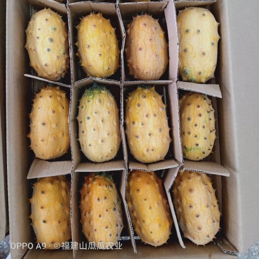 大田县刺角瓜，火参果，64个优惠整箱装。满满都是果胶，号维c小霸
