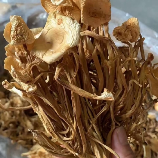 成都广昌3号茶树菇 茶树菇干货散装金针菇干煲汤食用