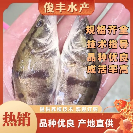 南宁桂鱼苗 -翘嘴鳜鱼苗 斑鳜鱼苗 黑鳜鱼苗、场地直销