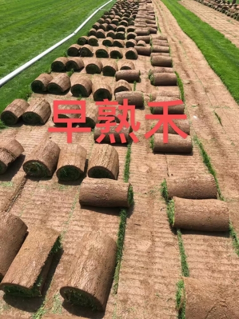 清河县 四季青草坪