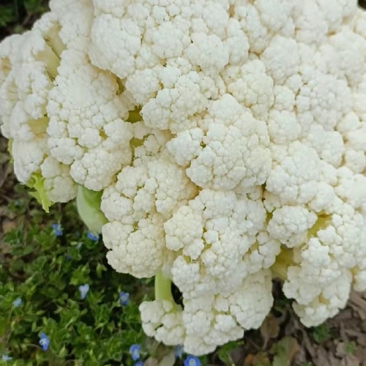 新野县 优质花菜一块一斤