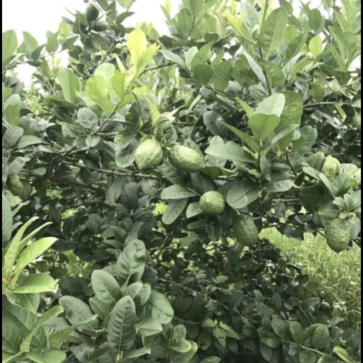 台山市 香水柠檬苗