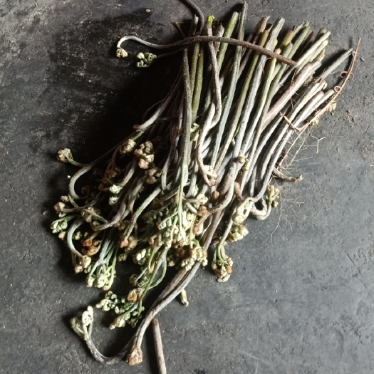 锦屏县蕨菜 贵州野生蕨苔菜龙爪菜