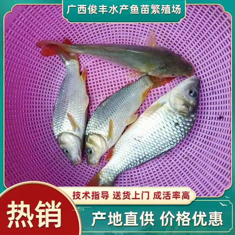 南宁[鲤鱼苗]场地直供、通威建鲤鱼苗、成活率高量大包送货上门服务