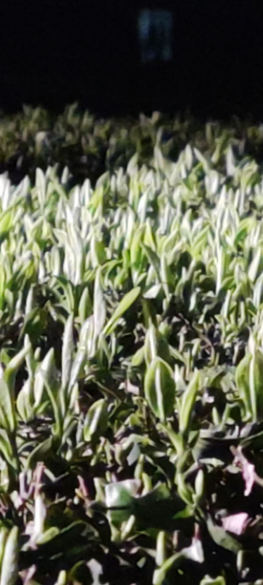 毛尖茶 明前茶，毛尖，绿茶，2022年云雾毛尖茶