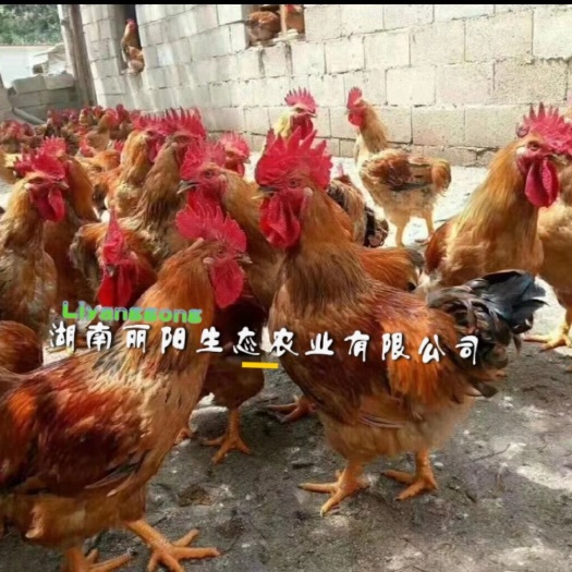 衡阳肉鸡苗    良凤花肉鸡苗另有大种鸡苗红毛公鸡九斤黄K9麻黄