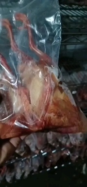 连平县鸽子