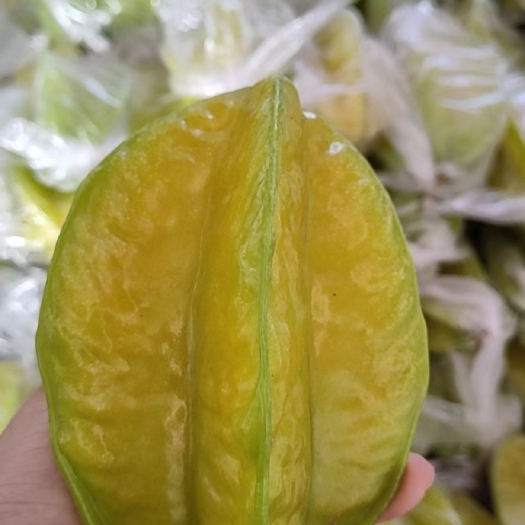 南靖县杨桃