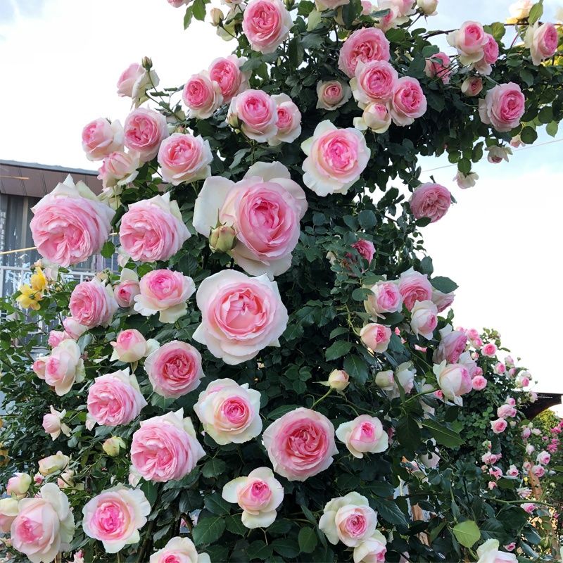 藤本月季花苗爬藤植物蔷薇花苗四季开花室外阳台庭院花卉植物