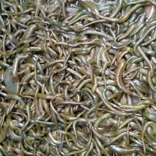 防城港菲牛蛭 水蛭