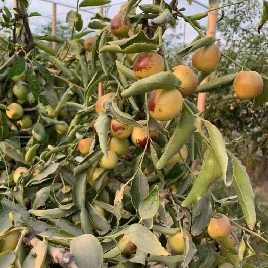 乐陵市冬枣树苗 根系好小枣树苗 战地枣树 冬枣苗基地现挖纯度高规格