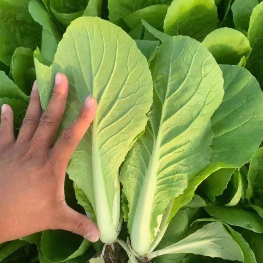 曹县毛白菜 曹县鑫泰农业种植合作社