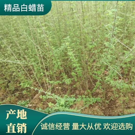 京山市对节白蜡树苗~世界之树种被誉为人类活化石绿化与材料兼备