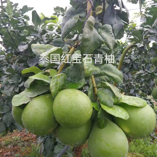 荔浦市泰国红宝石柚苗 泰国红宝石青柚苗