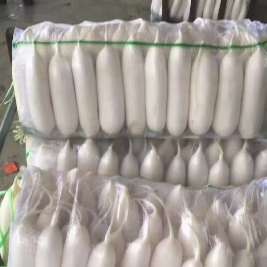 沙洋县【精品】象牙白白萝卜