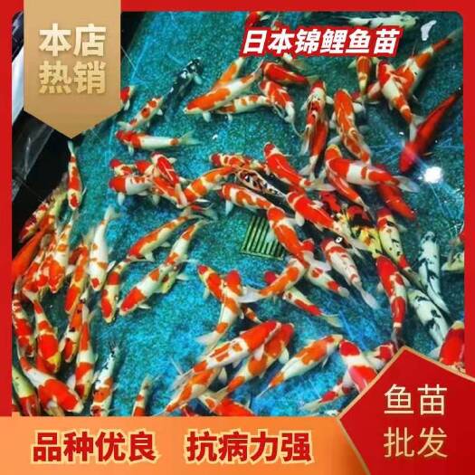 肇庆日本锦鲤鱼苗-