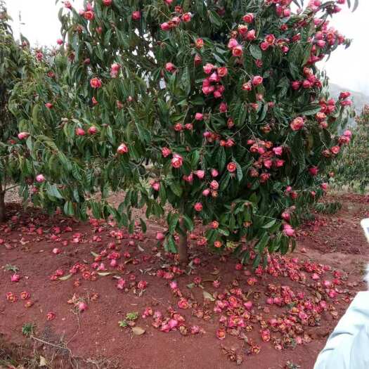 四会市大果红花油茶树苗  大果红花油茶苗  大果红花油茶
