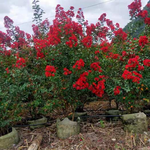 阳朔县碧桃 桃花