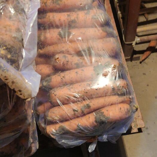 青州市精品胡萝卜
