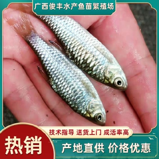 南宁青鱼苗  青竹鲤苗，青竹鲩，军鱼苗，品质保证，场地直销、量大