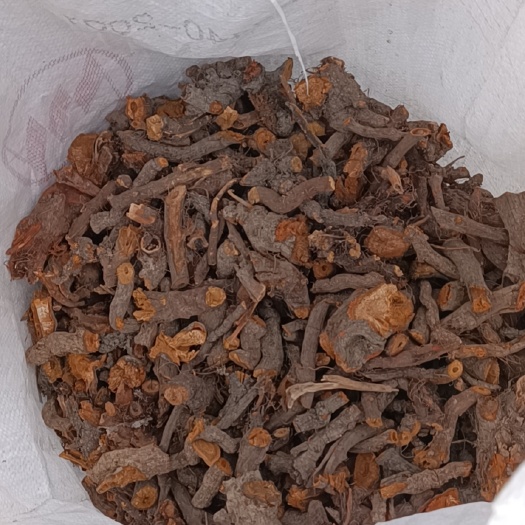 五峰县高含量虎杖