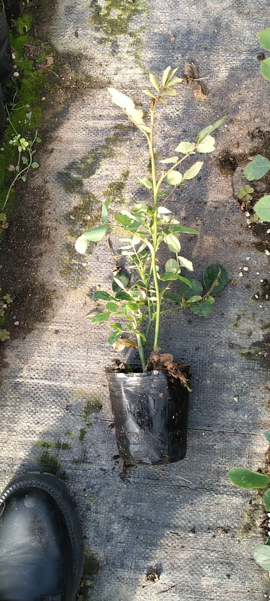 藤本月季花苗爬藤植物蔷薇花苗四季开花室外阳台庭院花卉植物