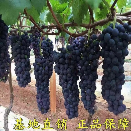 北京葡萄苗 葡萄树苖蓝宝石阳光玫瑰巨峰葡萄果树果苗南北方种植耐寒