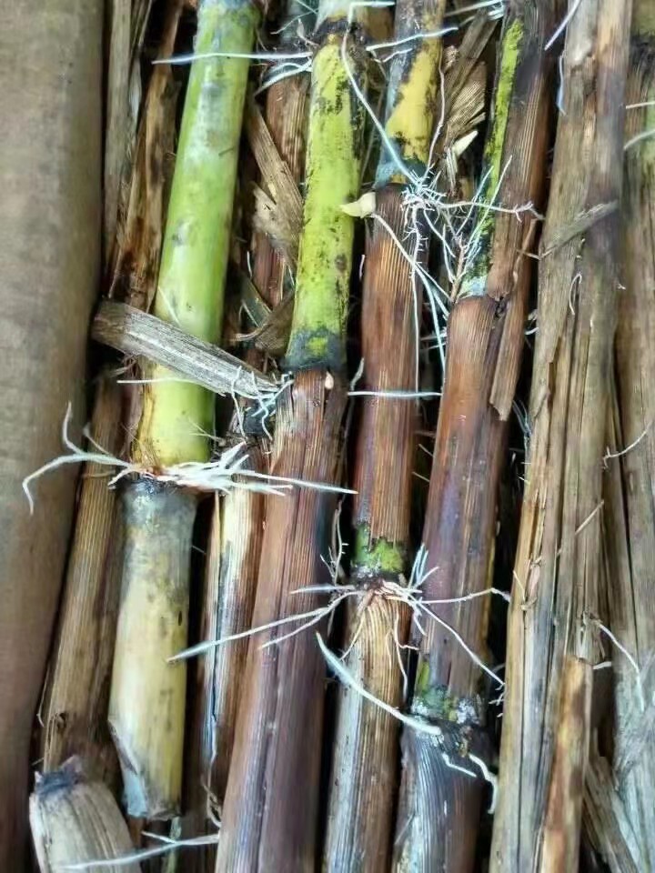 艾草苗   出售甜象草。巨菌草。皇竹草种节
