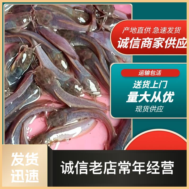 三黄塘虱鱼苗 三黄塘鲺鱼苗,本地塘角鱼苗,包邮直达技术支持