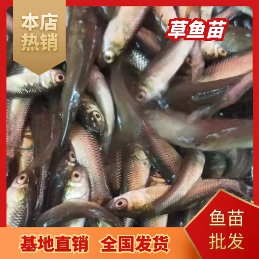 肇庆草鱼苗