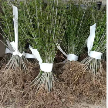 对节白蜡树苗~~童子功  造型美观 有种子 小树苗