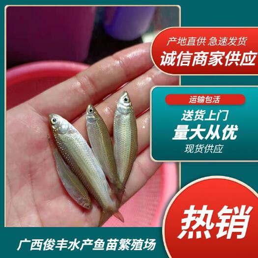 南宁赤眼鳟鱼苗.赤眼鲮鱼苗.场地直销.诚信经营，量大从优，