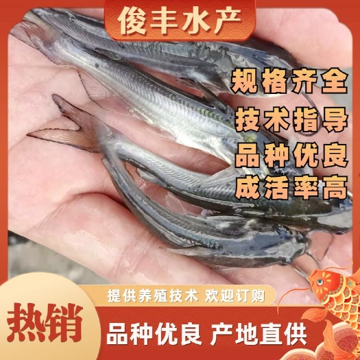 南宁叉尾鮰鱼苗    斑点 优质人工淡水养殖 苗场直供，诚信经营