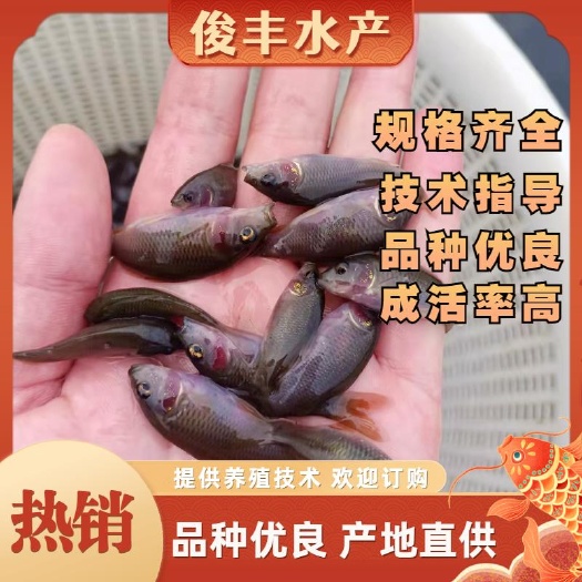 南宁正宗禾花鲤鱼苗.水花鱼苗，全国供应，场地直供，一手货源