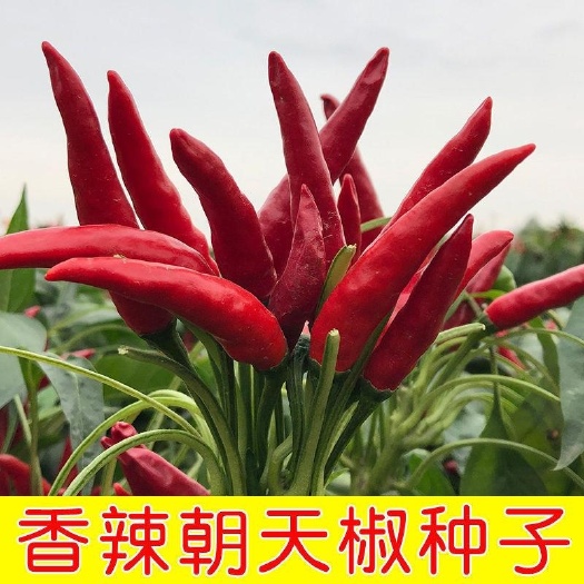 绵阳朝天椒种子超辣小米椒早熟辣椒种籽阳台盆栽四季播种农家蔬菜