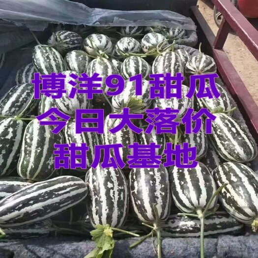 莘县博洋甜瓜  山东羊角蜜博洋九号甜瓜，酥脆香甜日供10万斤
