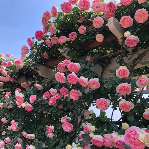 沭阳县藤本月季大苗爬藤月季浓香大花欧月蔷薇花苗多季开花 成品花柱