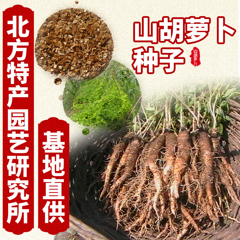 通化县北沙参种子  出售沙参种子，又名山胡萝卜、轮叶党参种子，提供