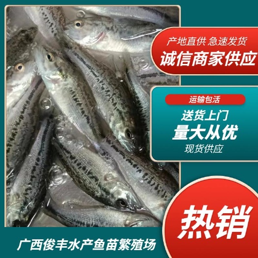 南宁 加州鲈鱼苗 鲈鱼水花 驯化吃饲料鲈鱼苗 包邮直达 淡水鱼苗